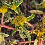 Image result for Flaveria trinervia