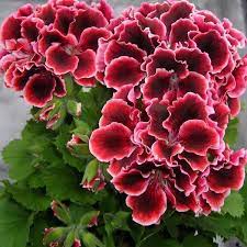 Pin On Flores Y Rosas