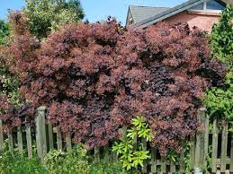 'royal purple' was raised at lombarts nursery in boskoop, holland. Roter Peruckenstrauch Royal Purple Cotinus Coggygria Royal Purple Baumschule Horstmann
