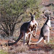 Edge pest control utah north, beeline pest control, inc., uinta pest solutions, professional yard services/corey draper and associates, inc, all mountain states pest control, llc. Osphranter Rufus Diprotodontia Macropodidae