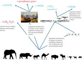 Trophic Rewilding As A Climate Change Mitigation Strategy Philosophical Transactions Of The Royal Society B Biological Sciences If you sent me a message before and i didn't answer, i'm really sorry. trophic rewilding as a climate change