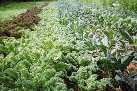 Learning how to properly use the tiller. Small Scale No Till Vegetables At Seeds Of Solidarity Farm Cornell Small Farms