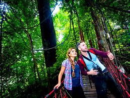 The 200m canopy walk provides a great view of kuala lumpur and the rainforest to its visitors. Malaysia Truly Asia The Official Tourism Website Of Malaysia