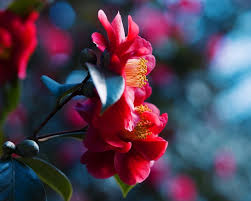 We offer an extraordinary number of hd images that will instantly freshen up your smartphone or computer. Red Flowers Blossom Blue Blurred Background 640x960 Iphone 4 4s Wallpaper Background Picture Image