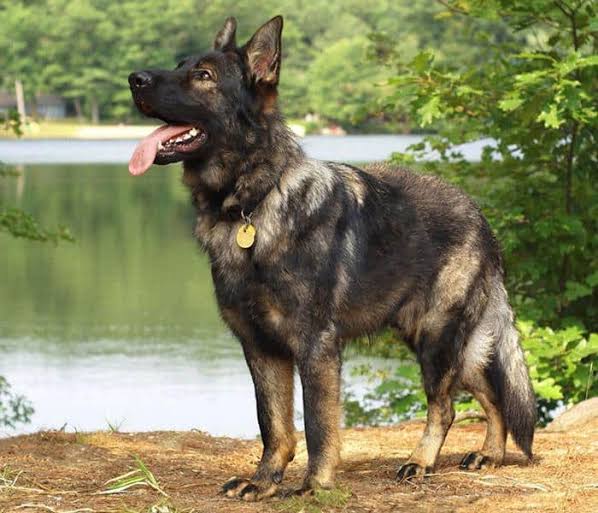 BEFORE YOU ADOPT | German Shepherd Rescue of New England
