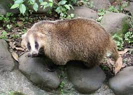 Japanese badger - Wikipedia