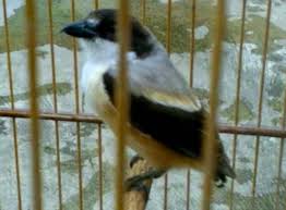 We did not find results for: Cendet S Bondol Shopee Indonesia