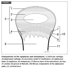 The shaft or central part of a long bone. The Epiphyseal Plate Physiology Anatomy And Trauma Vetfolio