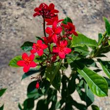 Image result for Jatropha seineri