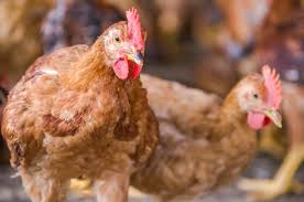 See more of small scale poultry farming business in malawi on facebook. Fresh From The Farm