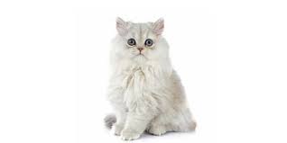 More images for silver chinchilla persian » The Chinchilla Persan Information About The Cat Breed