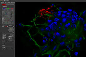 Las cruces, nm government page. Las X 3d Visualization Products Leica Microsystems