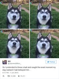 Owner Pretends To Throw Ball And Captures The Exact Moment Dog Realizes He Was Betrayed Man S Best Friends