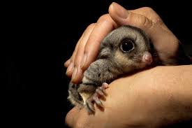 Sugar Glider Food And Diet List Keeping Your Sugar Glider