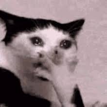 Crying Cat Meme Gifs Tenor