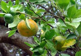 Image result for Citrus reticulata