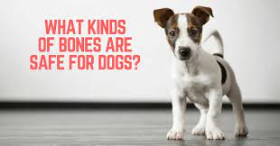 Which Raw Bones Are Safe For Dogs 2021 Thatmutt Com