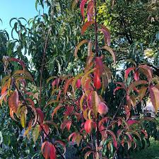 Image result for Prunus persica