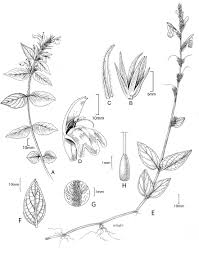 Image result for Justicia sp. A cf. engleriana