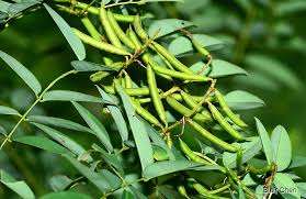 Image result for Indigofera filipes