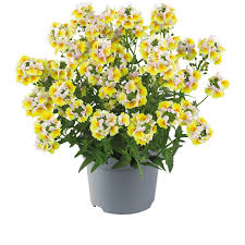 Image result for Nemesia fruticans