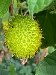 Image result for Momordica pterocarpa