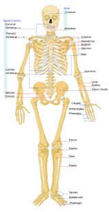 Femur, upper bone of the leg or hind leg. Bones Bones Bones Lesson Teachengineering