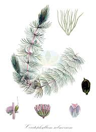 Image result for Ceratophyllaceae