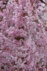 Cherry Blossoms So Beautiful Weeping Cherry Tree Sakura Tree Flowering Trees