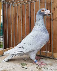 Pin By Suleyman I Nisli On Porumbei In 2020 Pigeon Bird Pigeon Loft Cute Pigeon