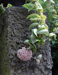 Image result for hoya plant flower