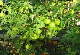 Image result for Cardiospermum halicacabum