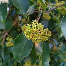 Image result for Elaeodendron