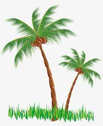 Close view of a coconut tree loaded with bunches of coconut fruits against. Coconut Clipart Tree Coconut Tree Clipart Png Png Image Transparent Png Free Download On Seekpng