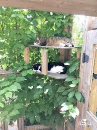 A Cat Safe Garden Of Non Toxic Plants Your Cats Will Love Cat Patio Cat Safe Plants Cat Garden