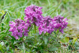 Image result for Agelanthus zizyphifolius