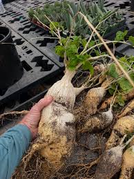 Image result for Pyrenacantha