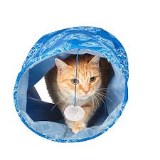 Watch my video about how to stop kittens from biting you: How Do I Stop My Kitten From Biting Petbarn