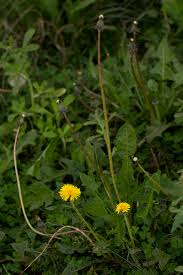 Image result for Taraxacum sp.