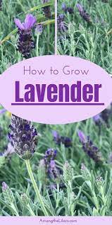 Learn How To Grow Lavender In Your Yard And Garden Lavender Is A Low Maintenance Perennial Which Means It Is Growing Lavender Lavender Garden Lavender Plant