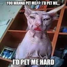 Silence Of The Lambs Quote Funny Animal Memes Funny Cat Memes Animal Memes