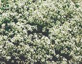 Image result for Chamaecrista wittei