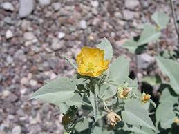 Image result for Hermannia parvula