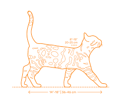 Bengal Cat Dimensions Drawings Dimensions Guide