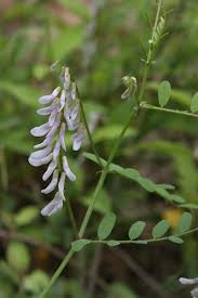 Image result for Ornithogalum flexuosum