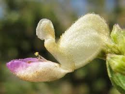 Image result for Coleus calycinus