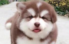 Search for text in url. é˜¿æ‹‰æ–¯åŠ çŠ¬æ˜¯å¦ä¸ºç¦å…»çŠ¬é˜¿æ‹‰æ–¯åŠ çŠ¬æ˜¯ç¦å…»çŠ¬å— å°å¯çˆ±å® ç‰©ç½'