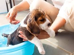 How often should you bathe your dog. Here S How Often You Should Be Bathing Your Dog Right Now