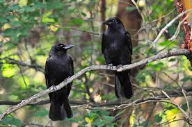 What do baby owls eat. 8 Uncanny Facts About Crows