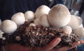 Buah pisang adalah salah satu buah yang memiliki banyak akan manfaat. 15 Jenis Jamur Yang Bisa Dimakan Dan Bernutrisi